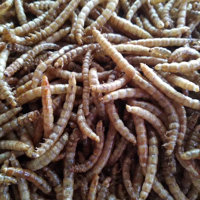 Wax Moth Rapid Dry Ripening Equipment