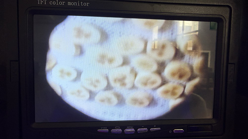 banana drying 12